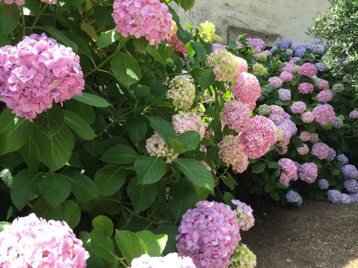 Domaine De Brousson Bed and Breakfast La Tour-sur-Orb Exteriör bild